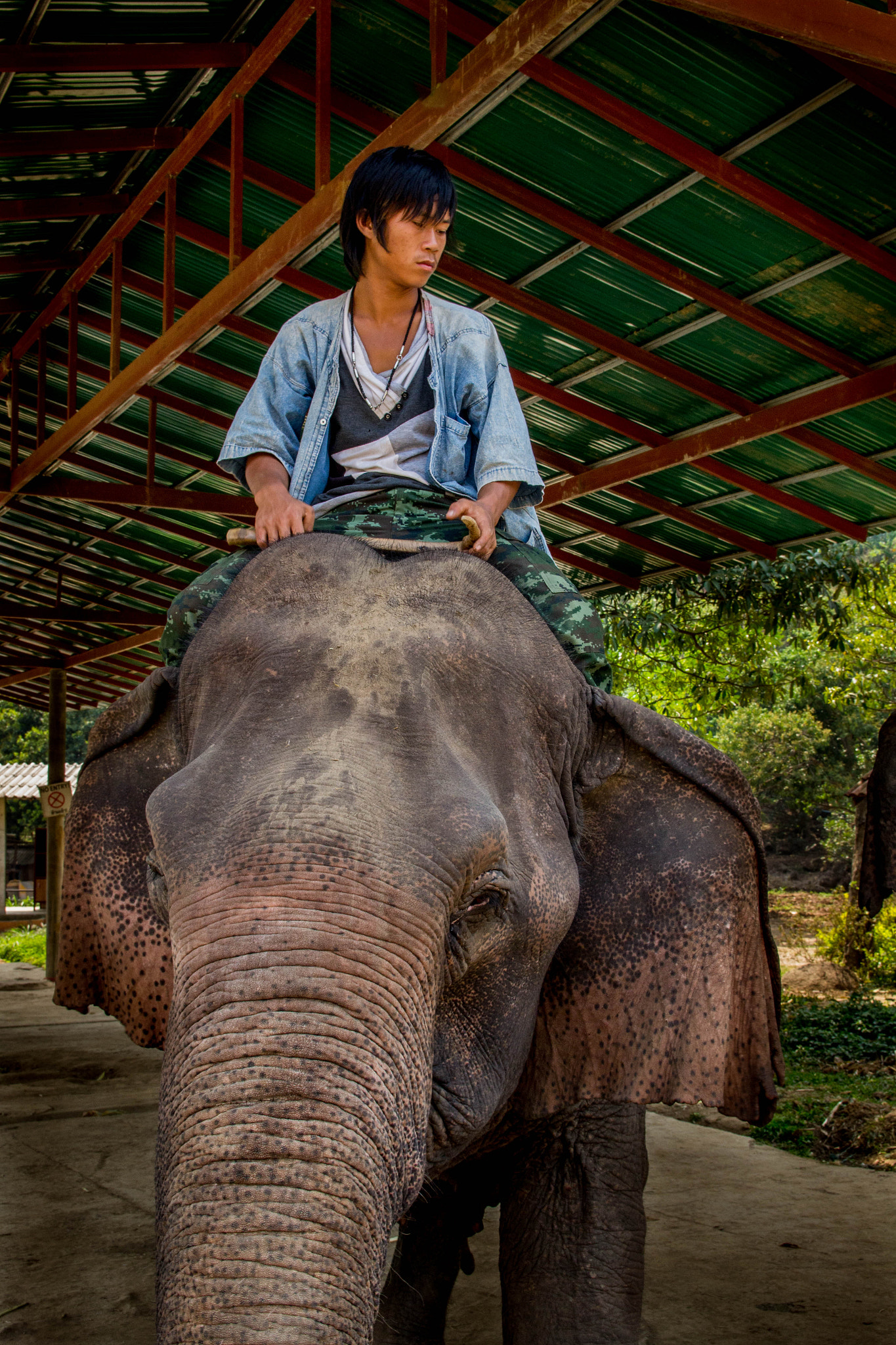 Canon EF-S 17-55mm F2.8 IS USM sample photo. Elephant photography