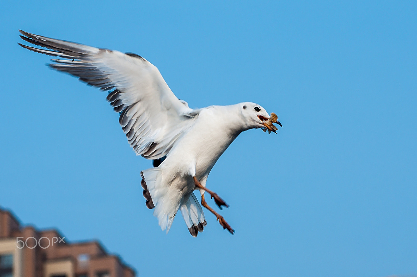 AF Zoom-Nikkor 80-200mm f/4.5-5.6D sample photo. Snatch black-headed gull. photography