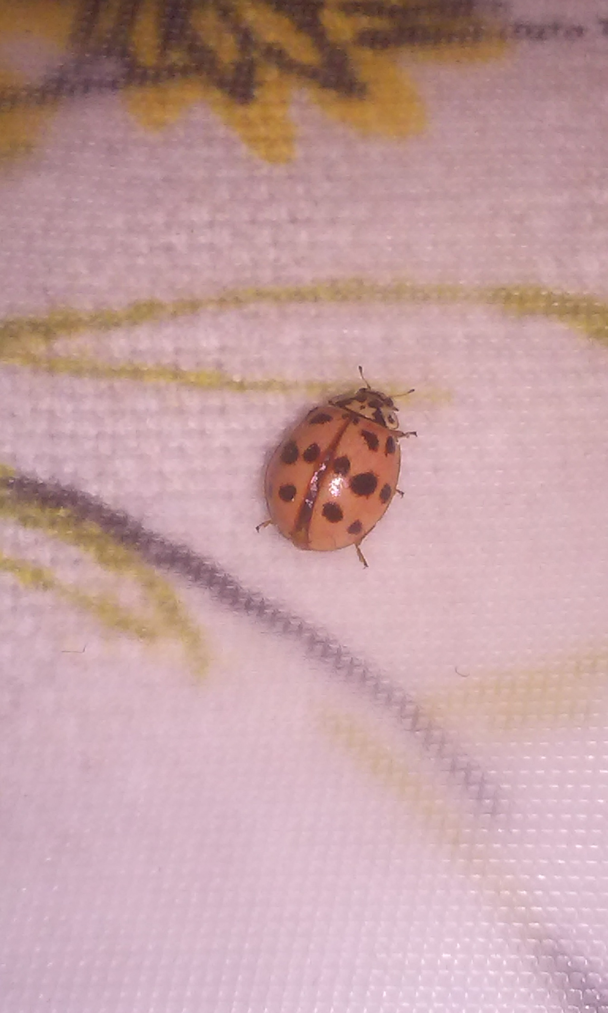 LG L65 sample photo. Ladybug ❤ photography