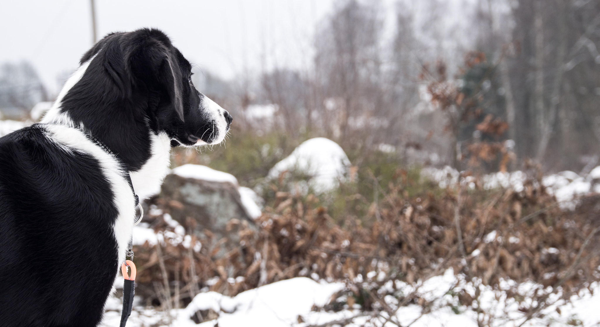 LUMIX G VARIO 35-100/F4.0-5.6 sample photo. My puppy jissa photography