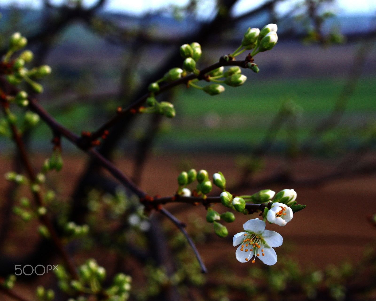 Canon EF 28-80mm f/3.5-5.6 sample photo. 17 febbraio (48/366) photography