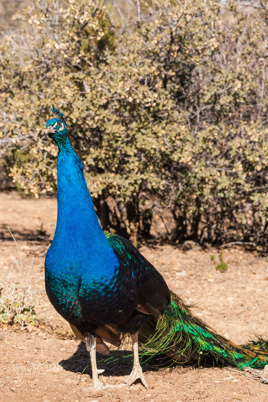 Canon EF 75-300mm F4.0-5.6 IS USM sample photo. Peacock photography