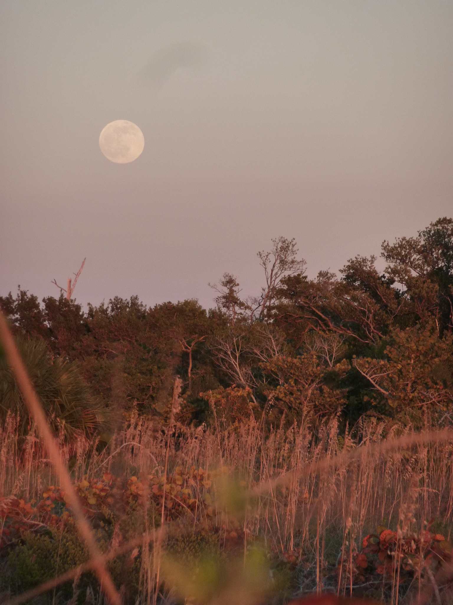 Panasonic DMC-ZS1 sample photo. Full moon photography