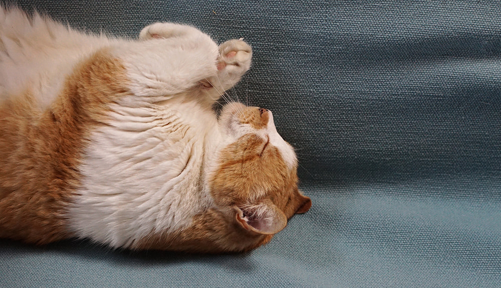 Minolta AF 50mm F1.4 [New] sample photo. Nap time photography