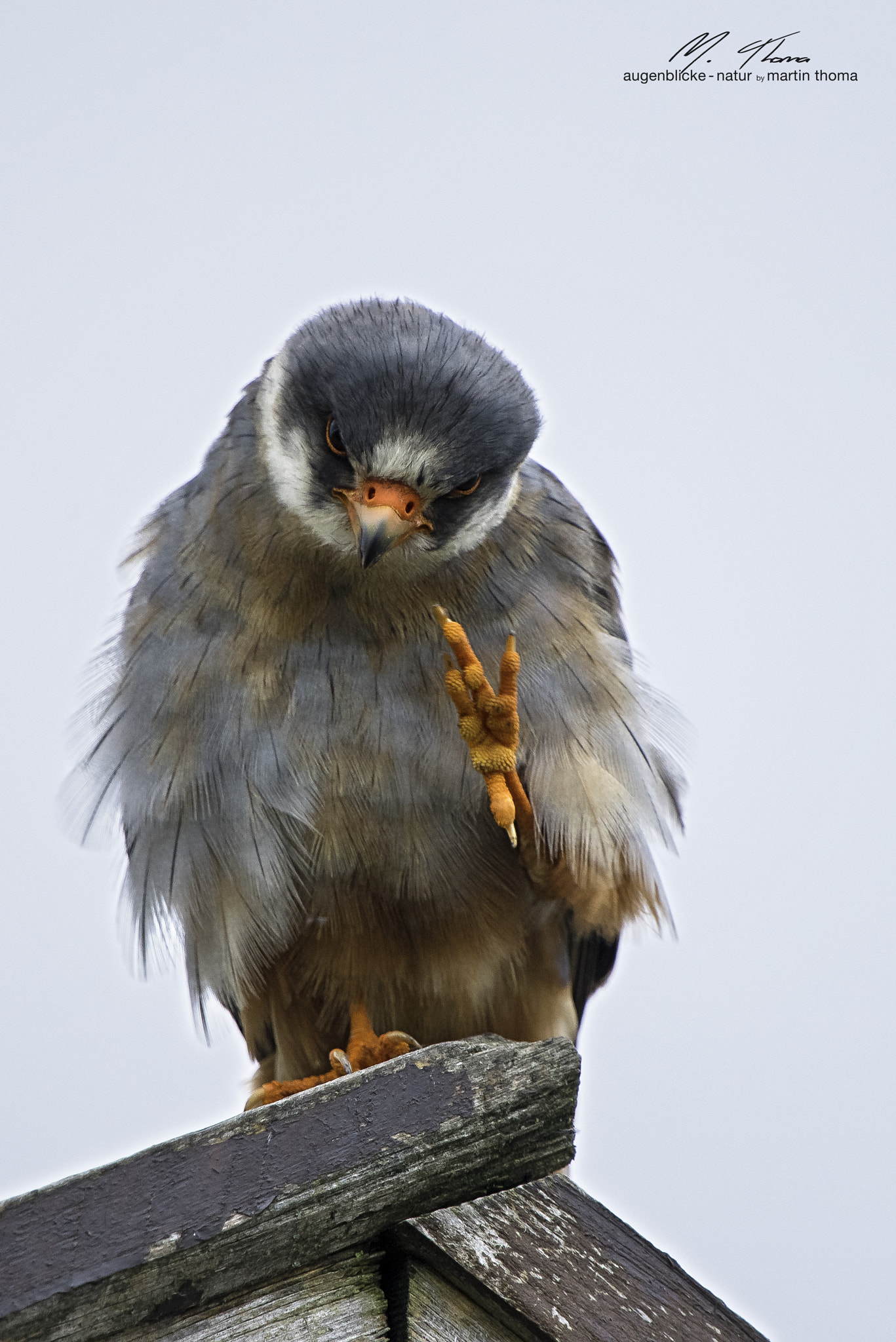 Nikon D750 + Nikon AF-S Nikkor 600mm F4G ED VR sample photo. Red-footed falcon photography