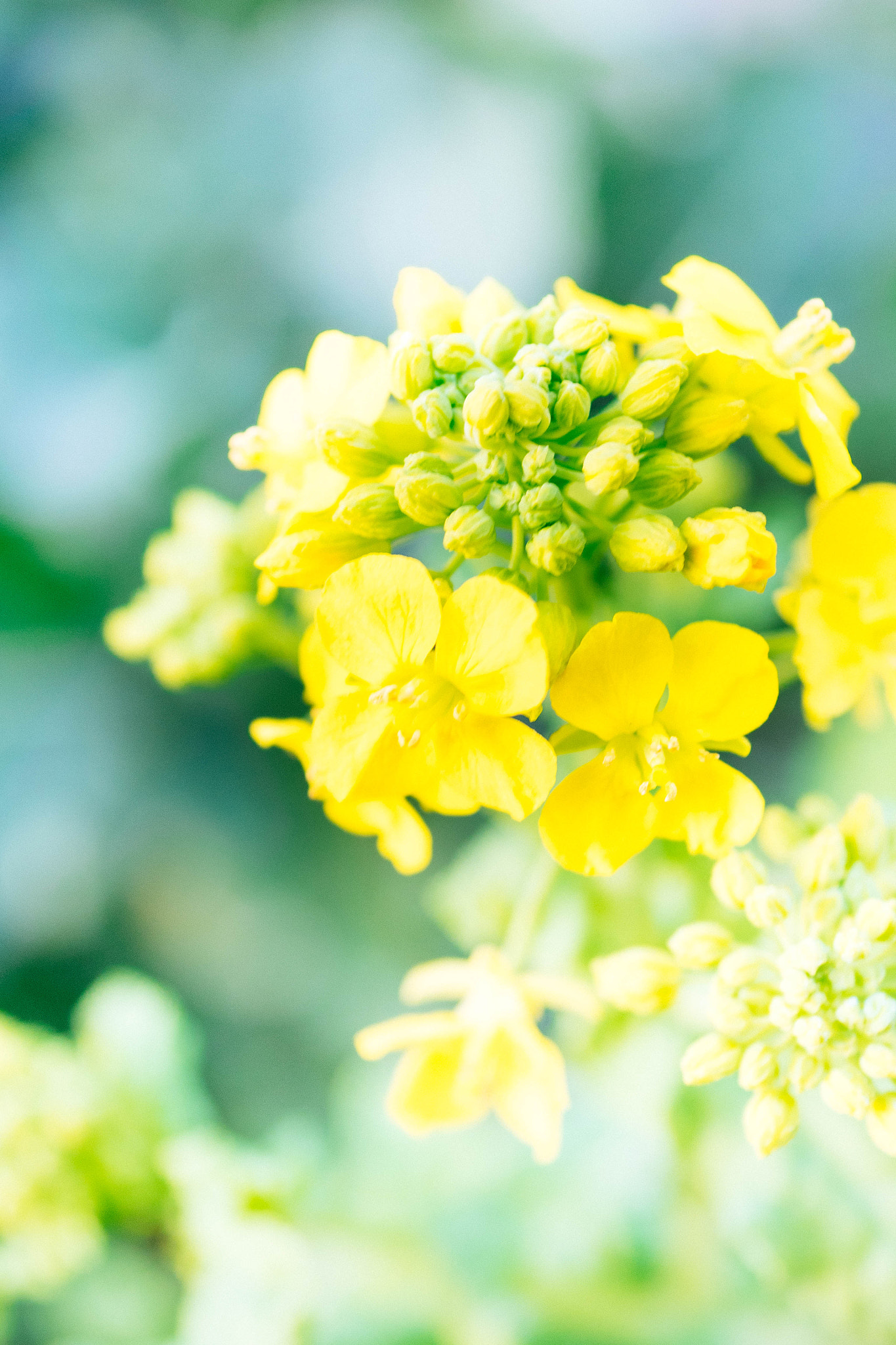Panasonic Lumix G Macro 30mm F2.8 ASPH Mega OIS sample photo. Field mustard photography