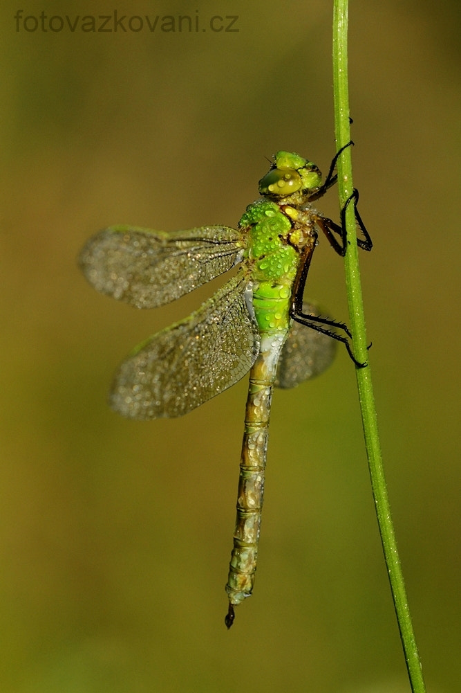 Sigma 150mm f/2.8 EX DG OS HSM APO Macro sample photo. Morning ... photography