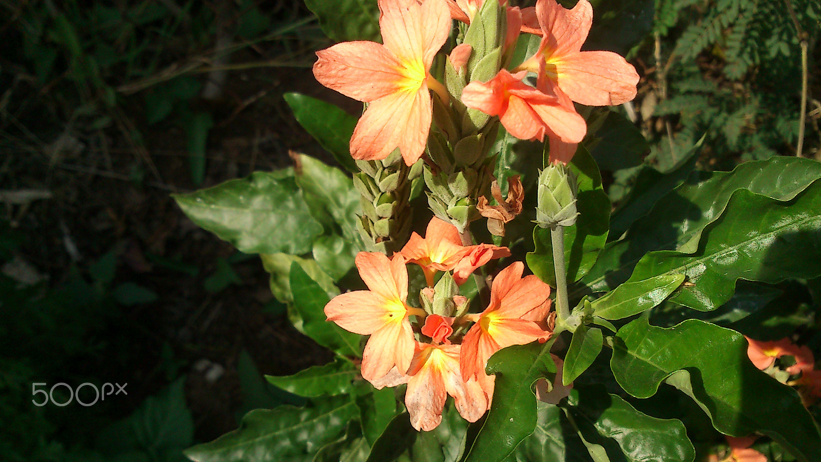 Sony Ericsson Xperia mini sample photo. Orange flowers photography