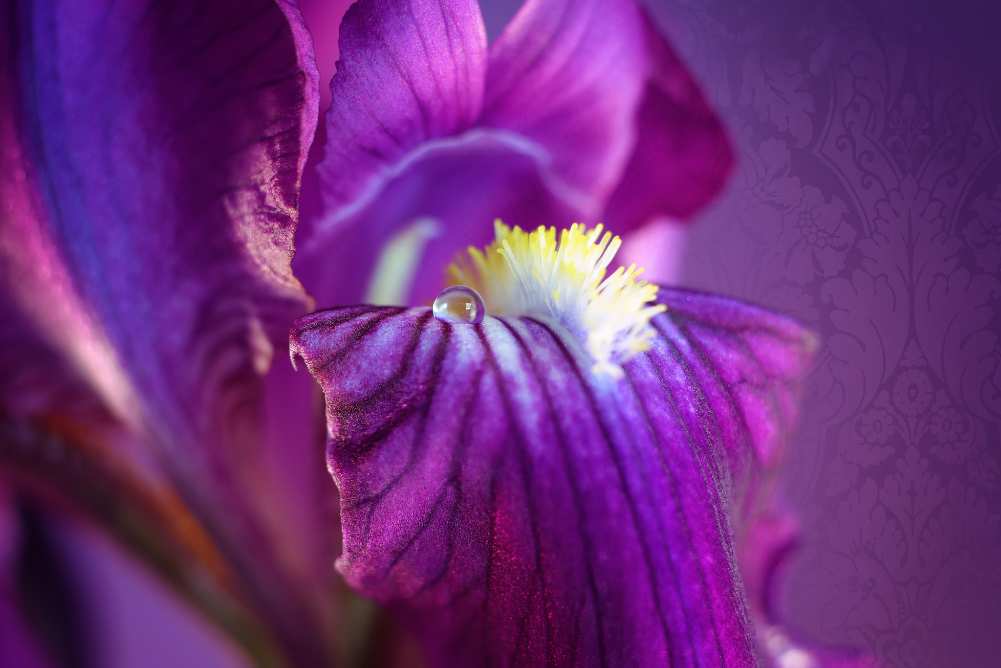 Canon EF 50mm F2.5 Macro sample photo. Flirt photography