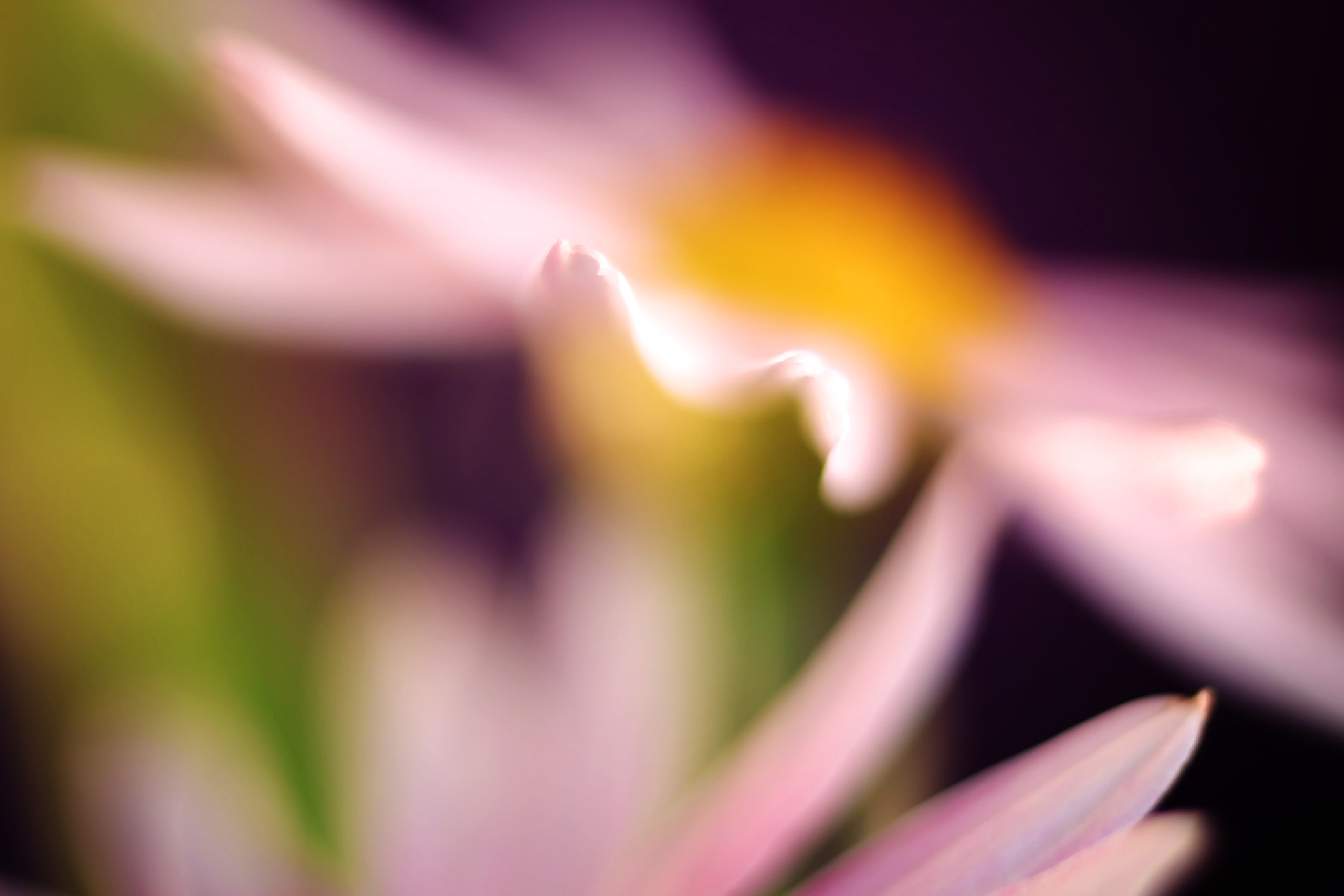 Canon EF 50mm F2.5 Macro sample photo. The twain shall meet photography