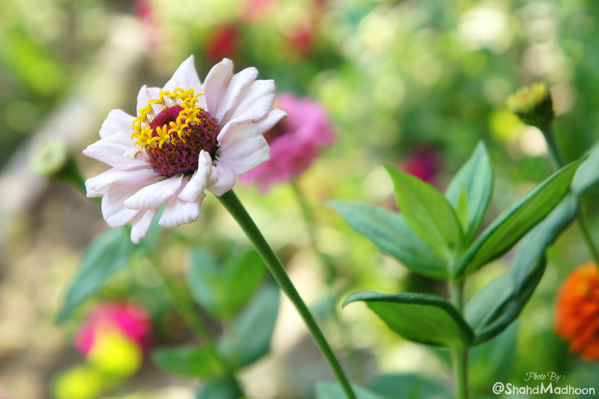 Sony Alpha NEX-3 sample photo. Nature colorful photography