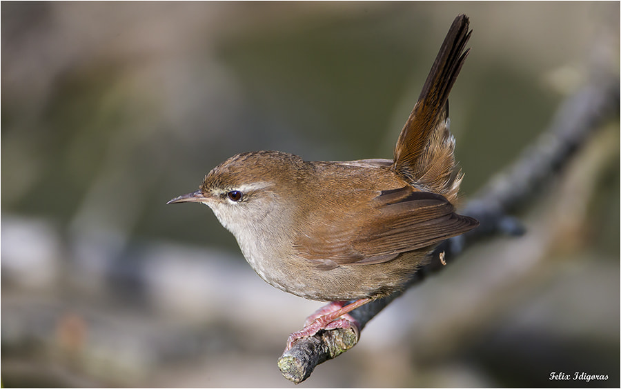 Canon EF 500mm F4L IS USM sample photo. Ruiseñor bastardo photography