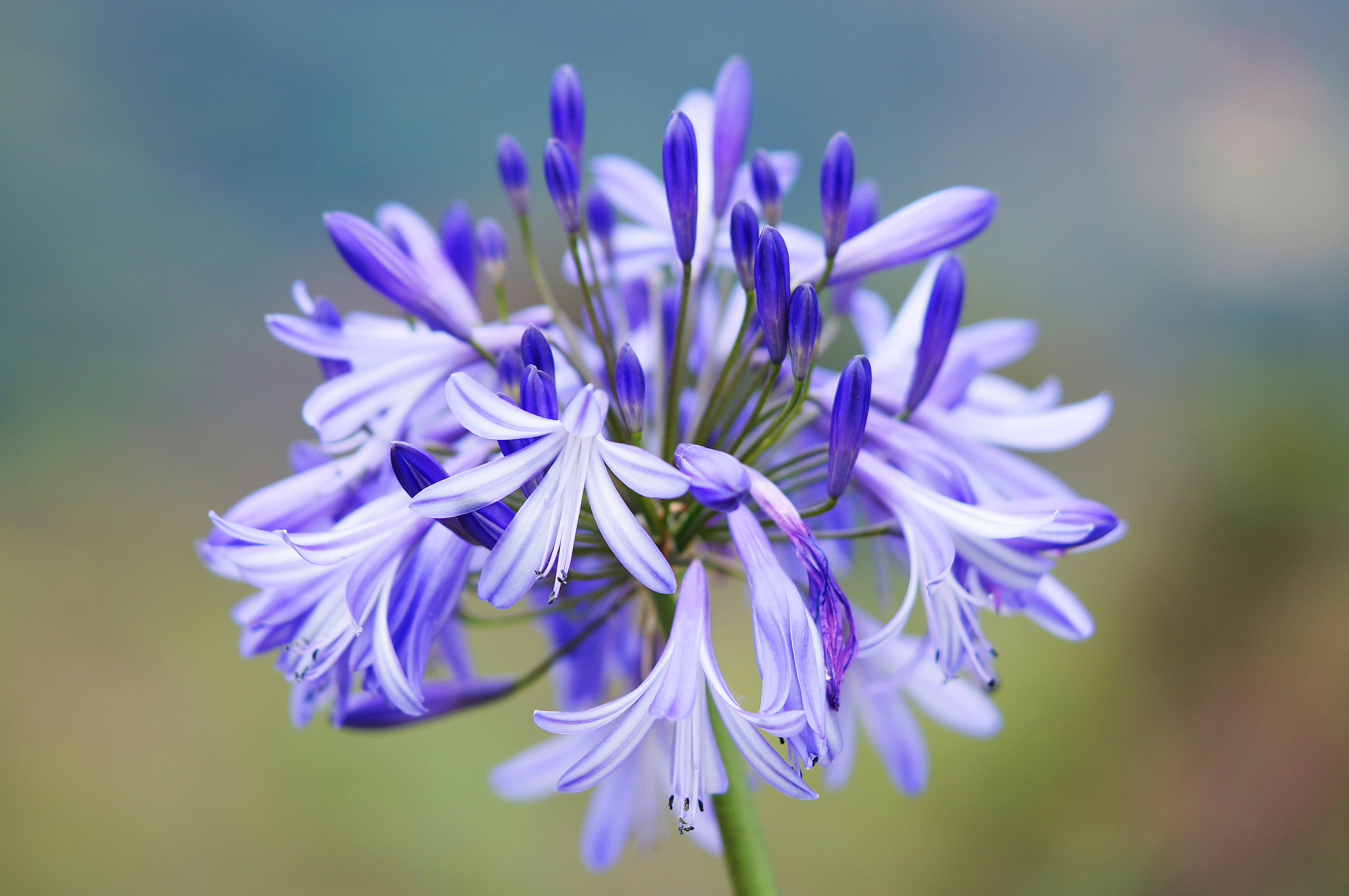 Sony Alpha NEX-6 + Sony FE 90mm F2.8 Macro G OSS sample photo. Flower photography