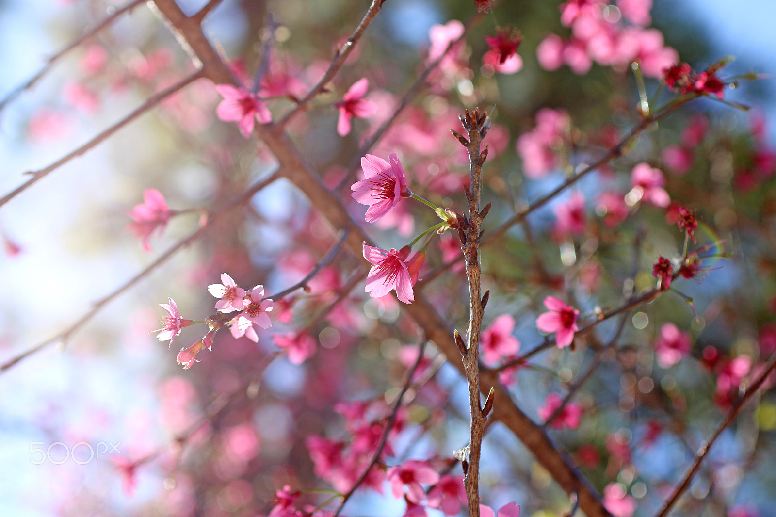 Canon EF 50mm F2.5 Macro sample photo. Morning sun 2211 photography