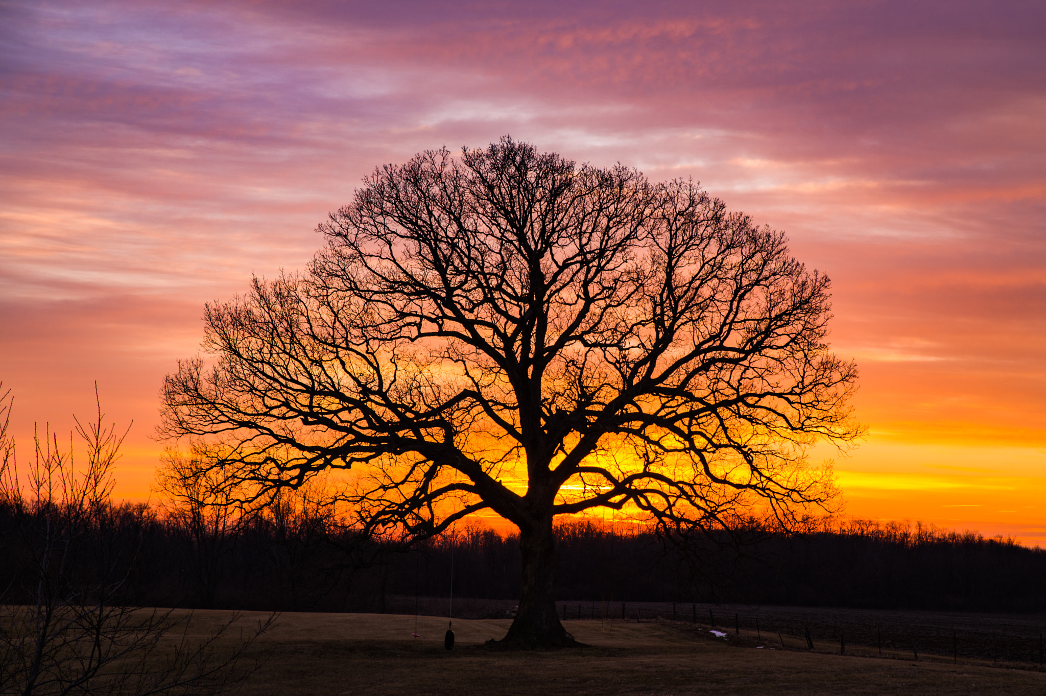 Nikon Df sample photo. Oak at sunrise photography