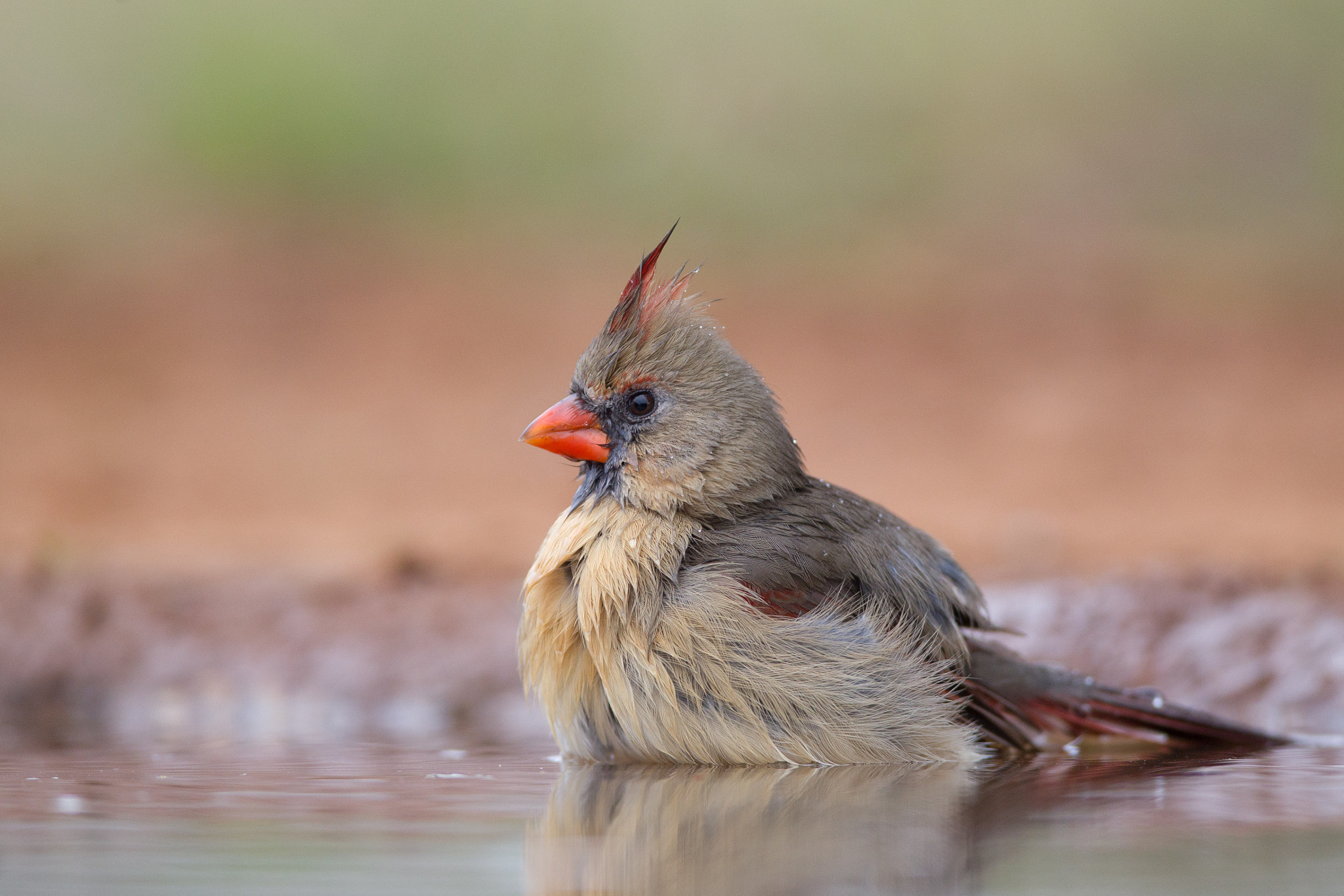 Canon EF 600mm f/4L IS sample photo. Northern cardinal photography
