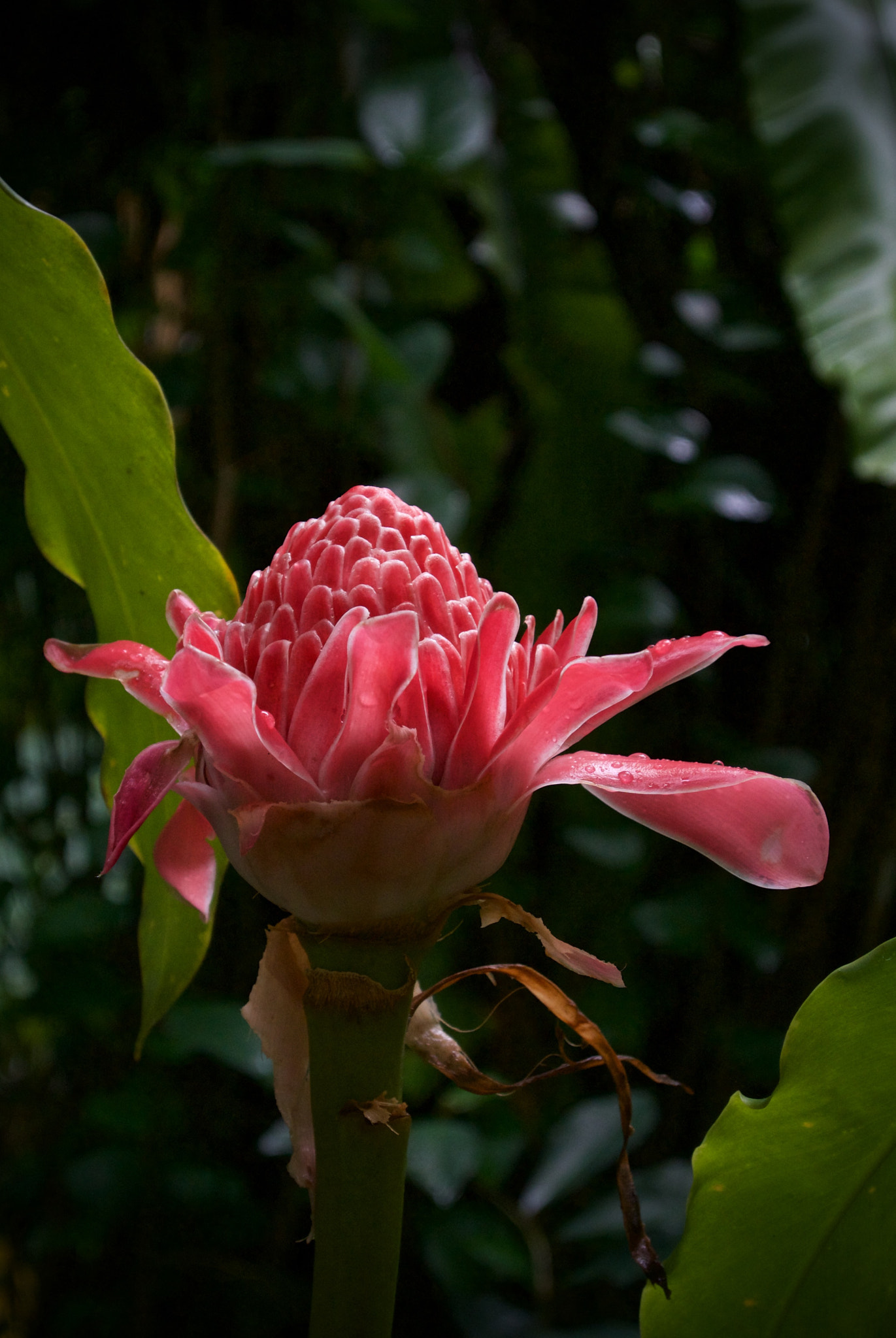 Nikon 1 J2 sample photo. Torch ginger photography