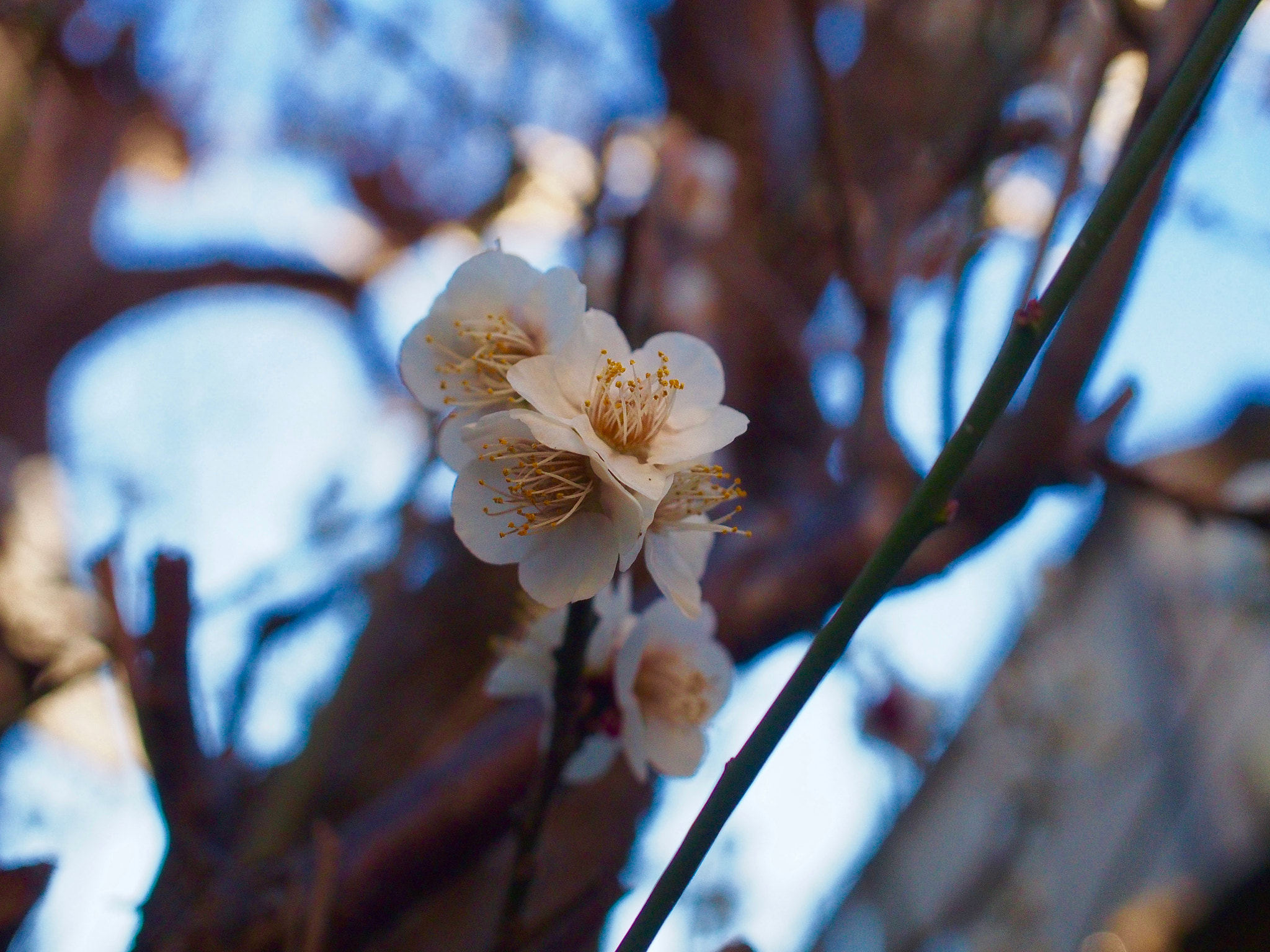 Olympus PEN E-PL6 + Olympus M.Zuiko Digital 17mm F2.8 Pancake sample photo. Spring come here photography