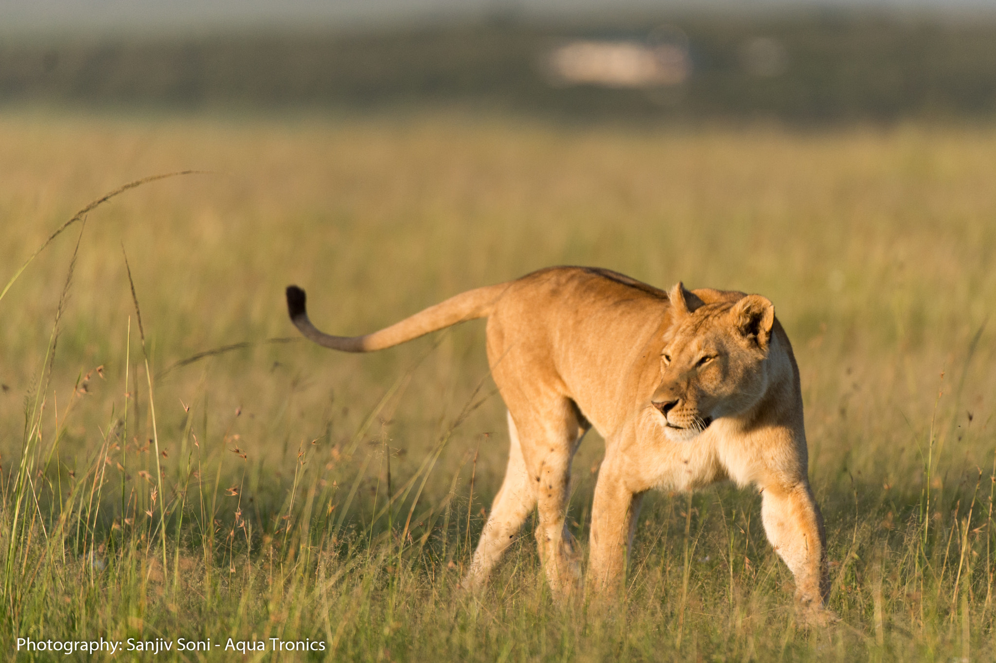 Nikon D4 sample photo. Lioness photography