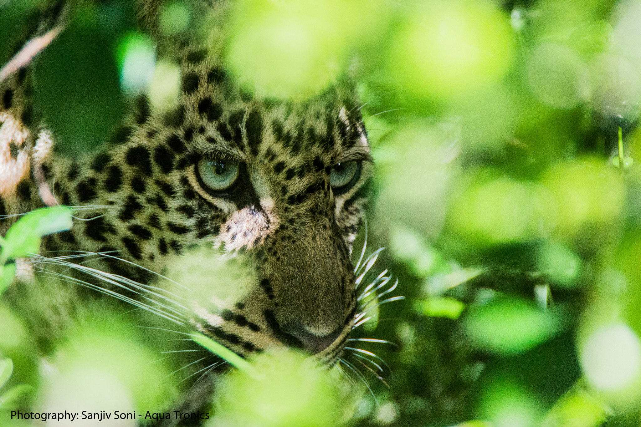 Nikon D4 sample photo. Leopard close up photography