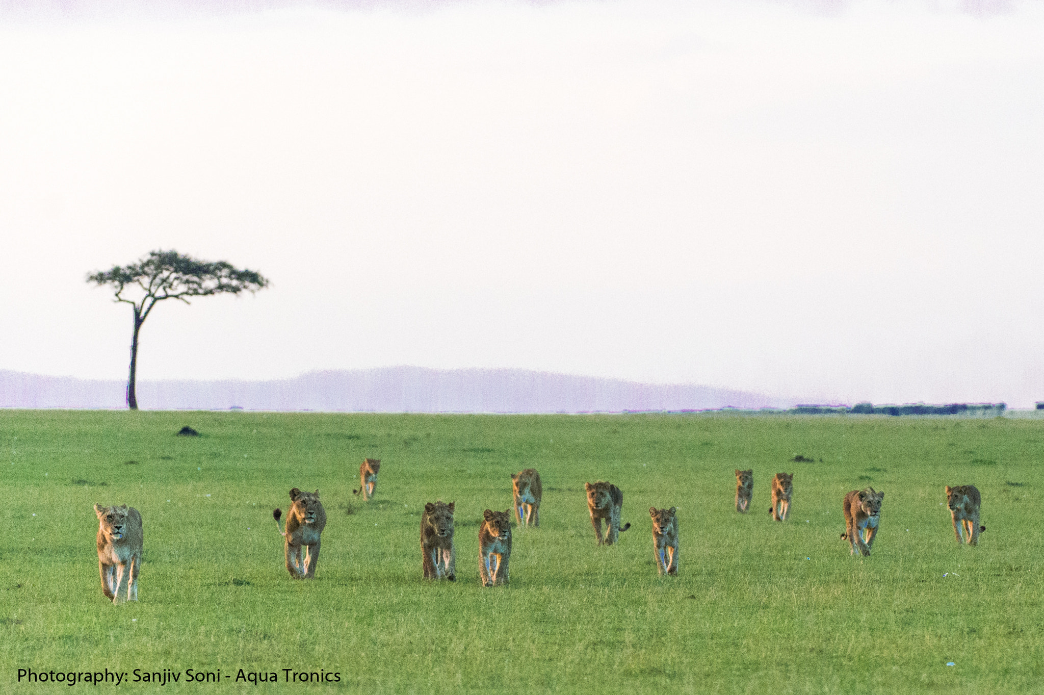 Nikon D4 sample photo. Dozen lions photography
