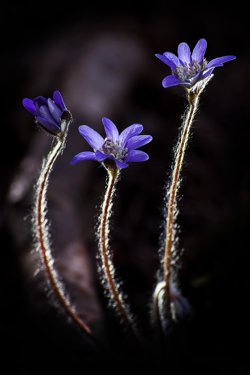 Sigma 70-300mm F4-5.6 APO DG Macro sample photo. Wild flower in spring photography
