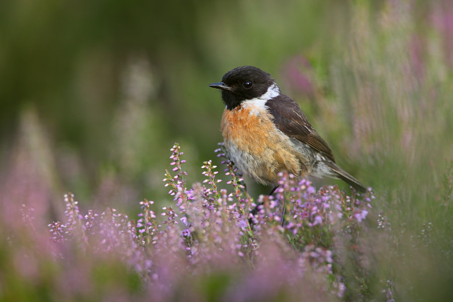 Canon EF 500mm F4L IS USM sample photo. In heather photography