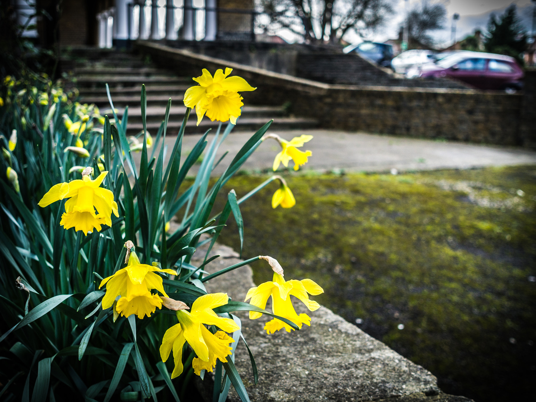 Panasonic Lumix DMC-G3 + Sigma 19mm F2.8 EX DN sample photo. Windswept yellow photography