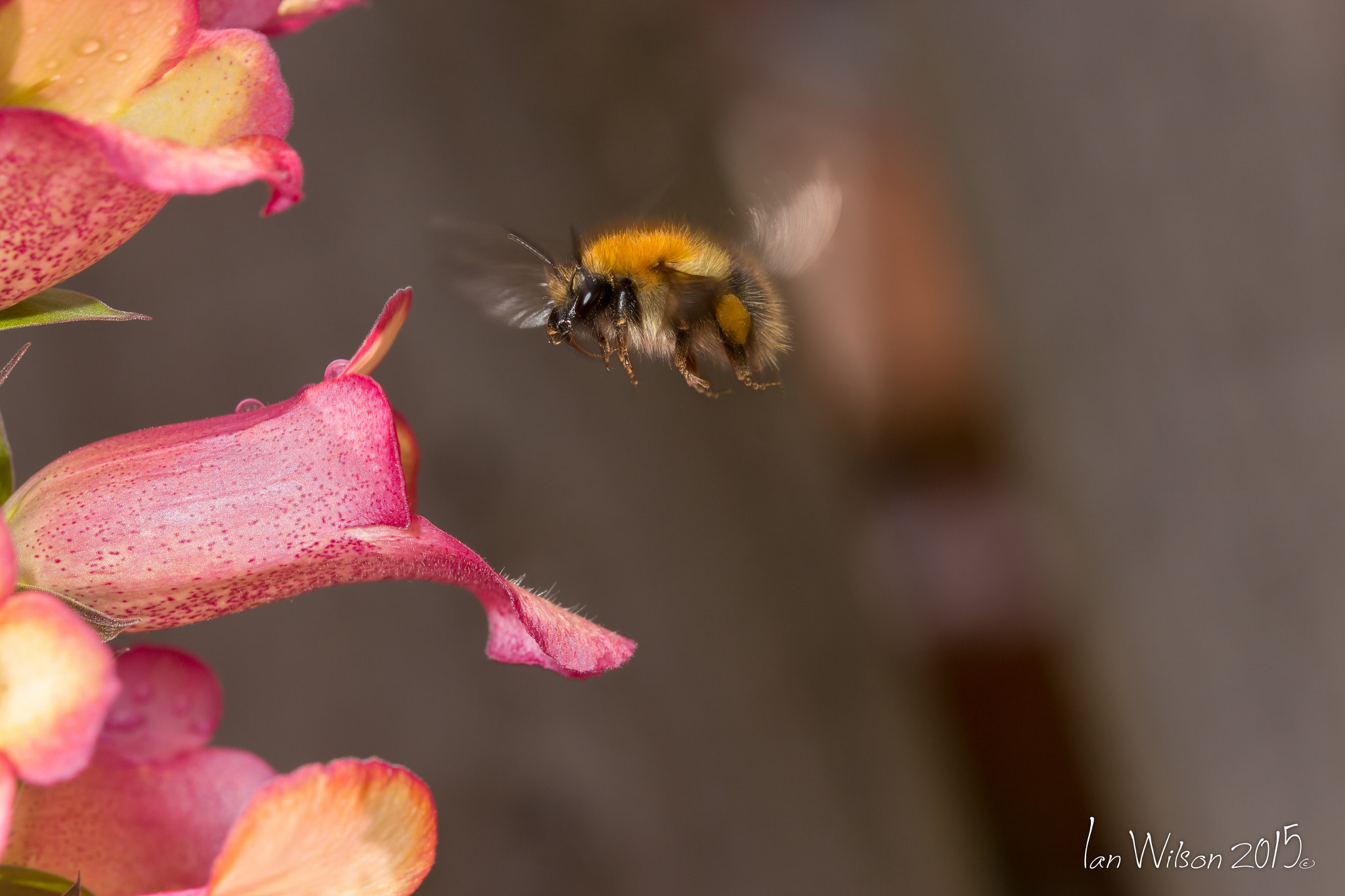 Sigma 105mm F2.8 EX DG OS HSM sample photo. Wings in motion photography