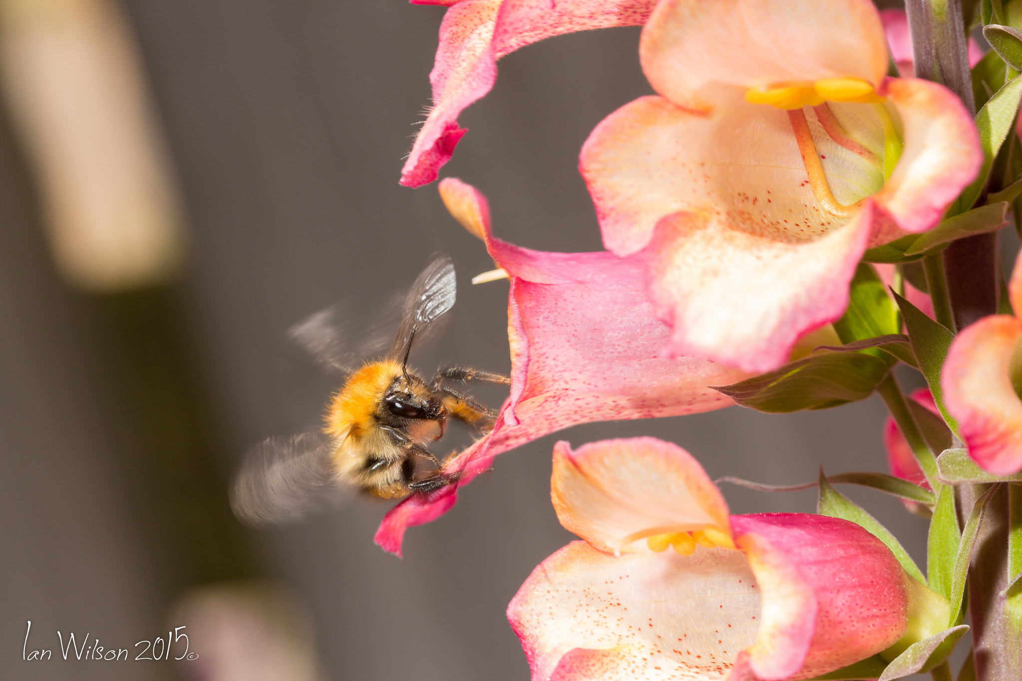 Sigma 105mm F2.8 EX DG OS HSM sample photo. Wings in motion photography