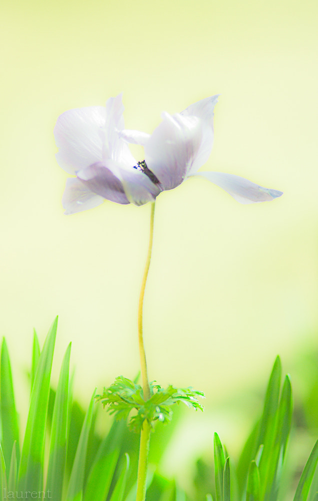 Sony Alpha DSLR-A700 + Minolta AF 200mm F2.8 HS-APO G sample photo. Love is france.............. photography