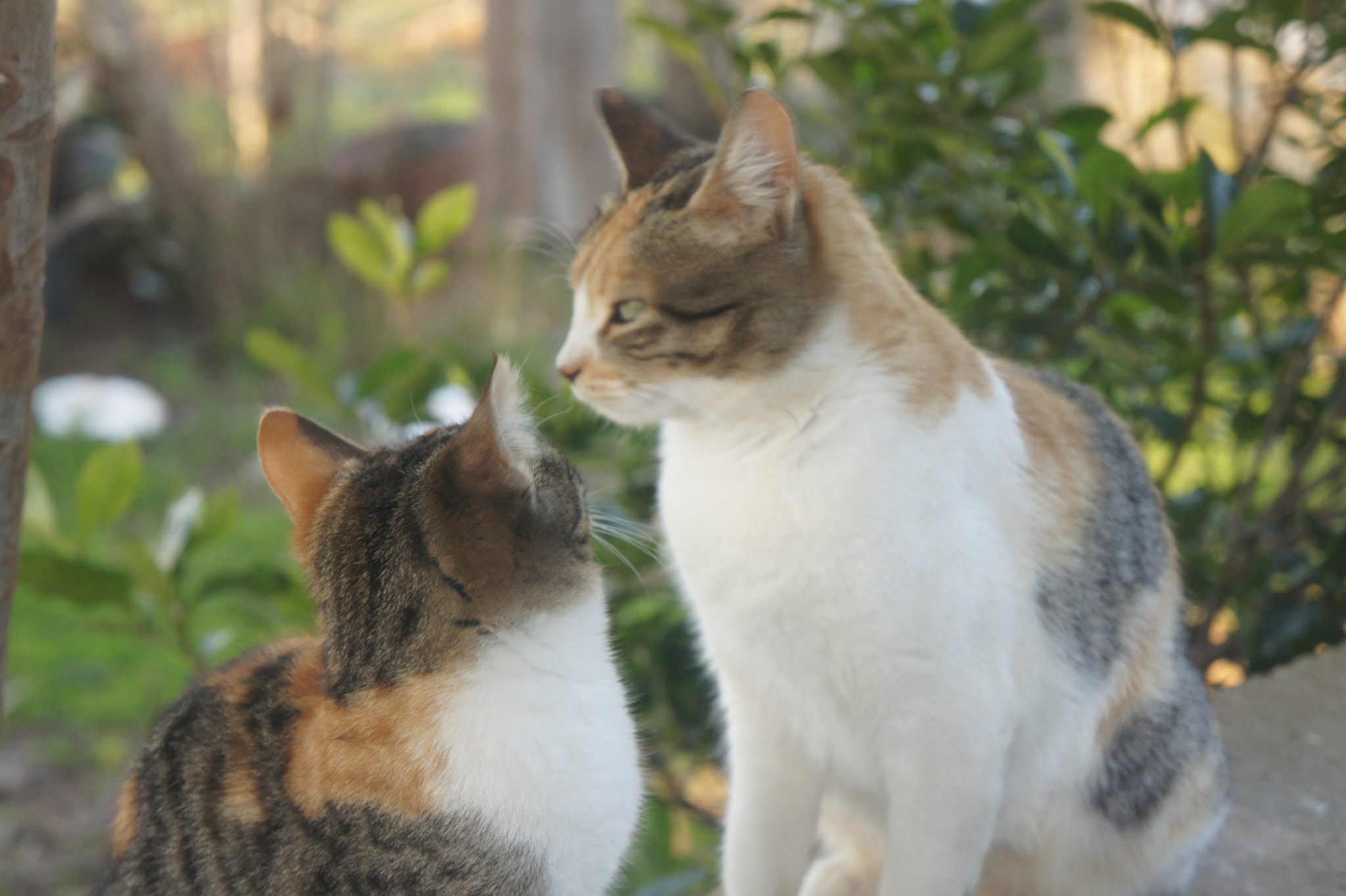 Sony Alpha NEX-3 sample photo