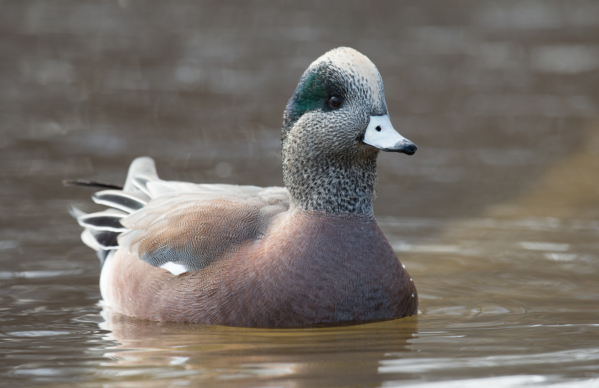 Nikon D4 + Sigma 24-60mm F2.8 EX DG sample photo. Canard d'amerique, anas americana, american wigeon photography