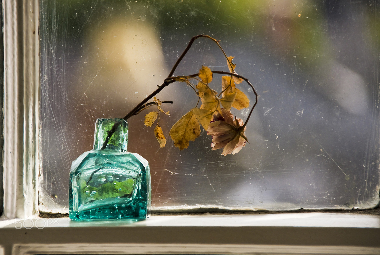 Sony SLT-A55 (SLT-A55V) sample photo. Jar with leaves photography
