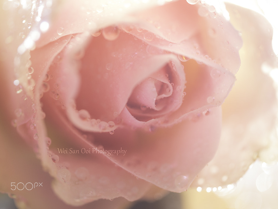 Panasonic Leica DG Macro-Elmarit 45mm F2.8 ASPH OIS sample photo. Rose 33 photography