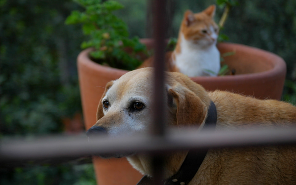 Nikon D70s sample photo. Friendship photography