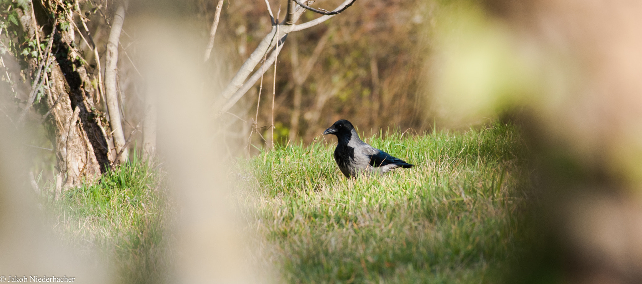Sony Alpha DSLR-A300 sample photo. Corvus corone photography