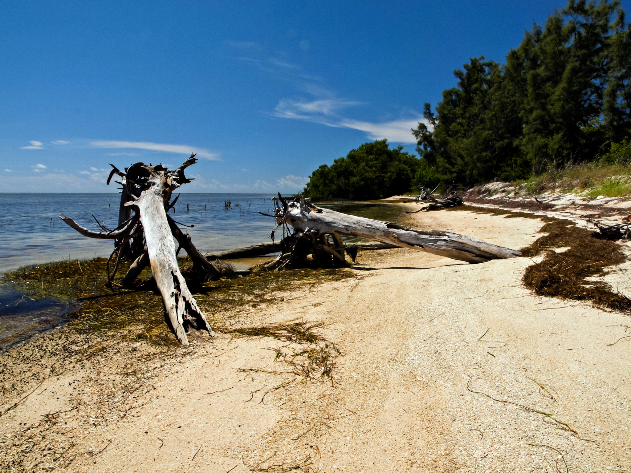 Olympus E-600 (EVOLT E-600) + OLYMPUS 14-42mm Lens sample photo. Driftwood skeletons: tom's harbor keys photography