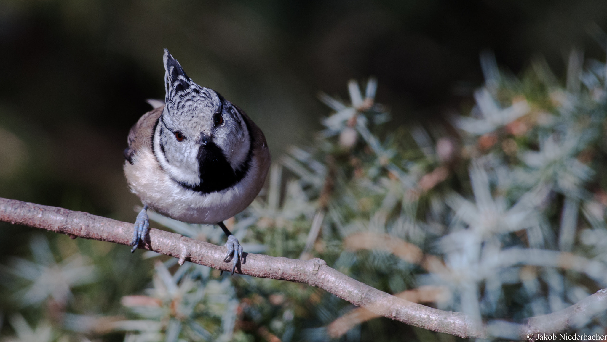 Sony Alpha DSLR-A300 sample photo. Lophophanes cristatus photography