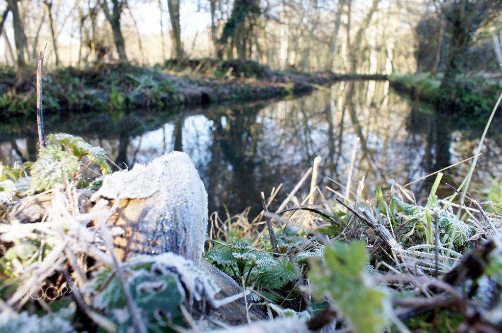 Sony SLT-A55 (SLT-A55V) sample photo. Frozen ii photography