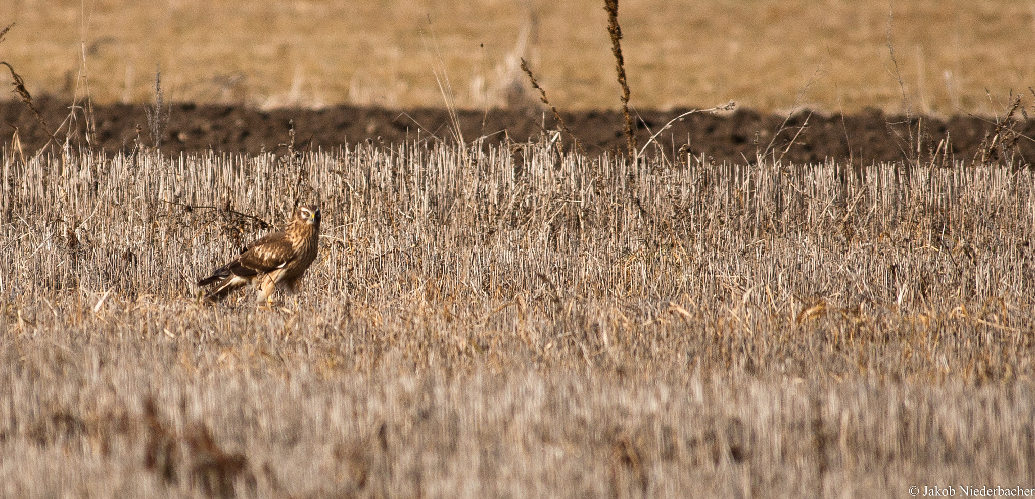 Sony 75-300mm F4.5-5.6 sample photo. Circus cyaneus photography