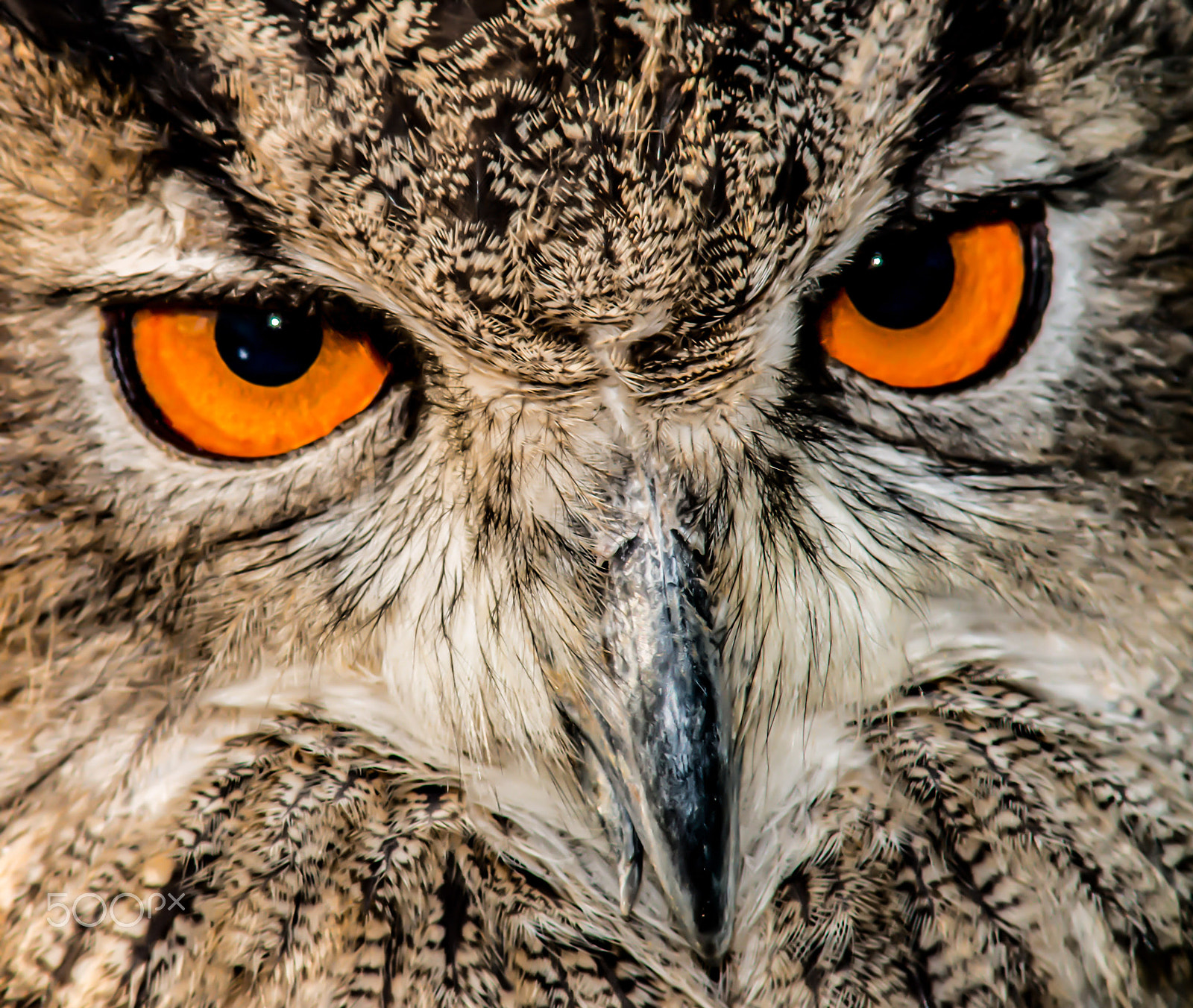 Nikon D800 + AF Zoom-Nikkor 70-210mm f/4 sample photo. Eurasian eagle owl ii photography