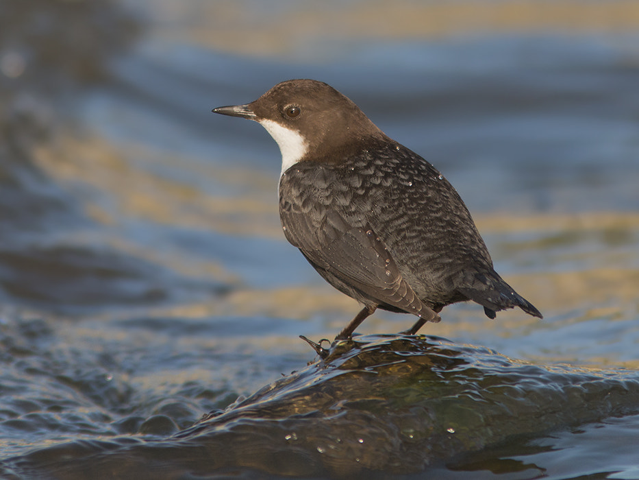 Canon EF 300mm F4L IS USM sample photo. Waterspreeuw / diper photography