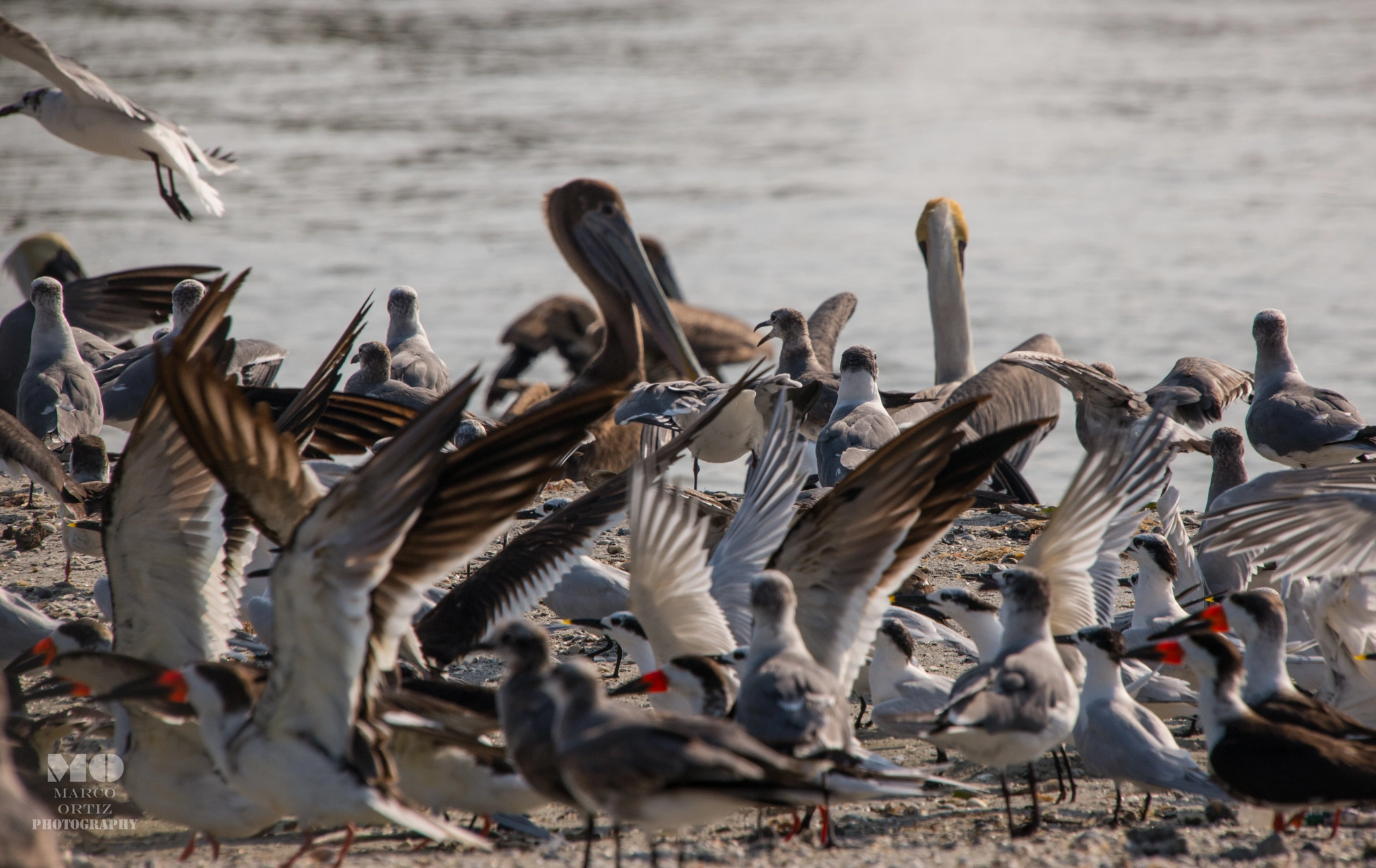 Sigma 50-500mm F4-6.3 EX APO RF HSM sample photo. Trafict time! photography