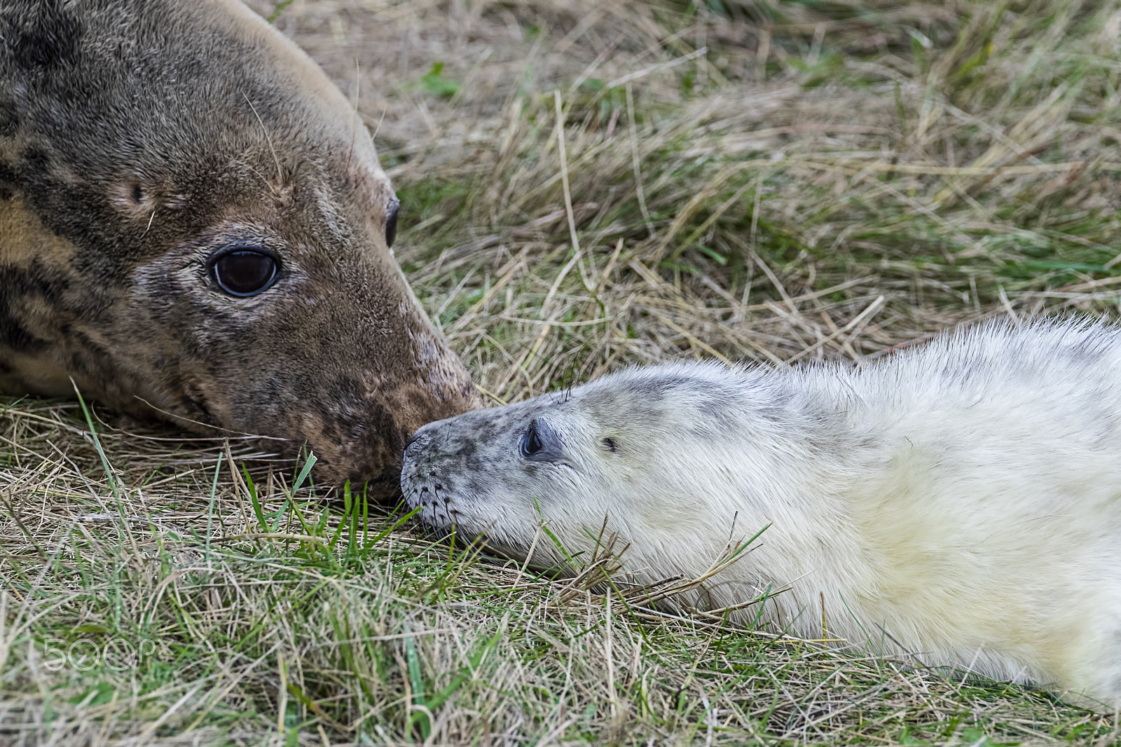 Sony 70-400mm F4-5.6 G SSM II sample photo. The kiss photography