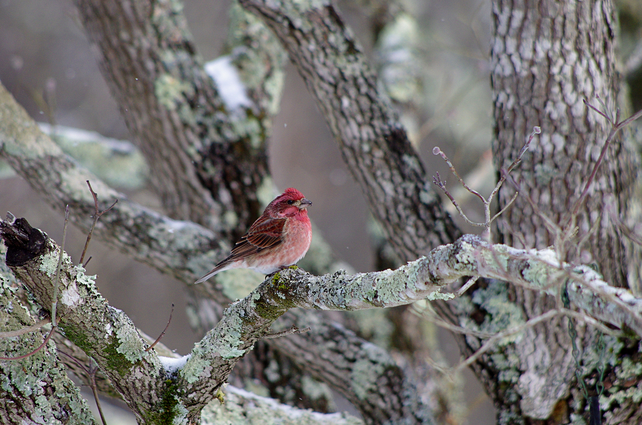 Pentax K-5 sample photo. Purple finch photography
