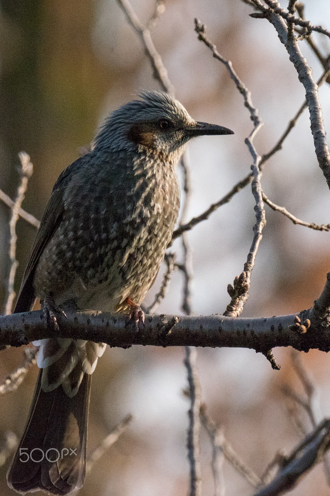 XF100-400mmF4.5-5.6 R LM OIS WR + 1.4x sample photo. Portrait of brown-eared bulbul photography
