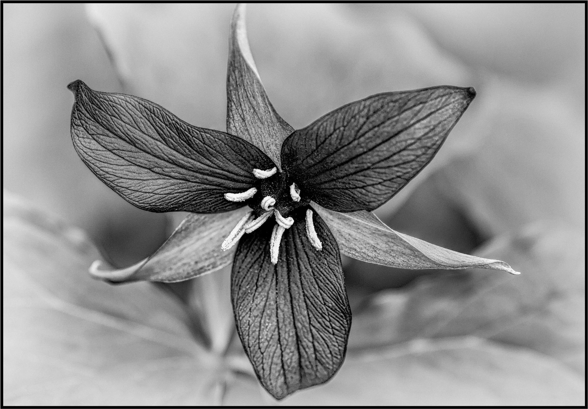 Nikon D2Xs sample photo. Red trillium converted to black and white photography