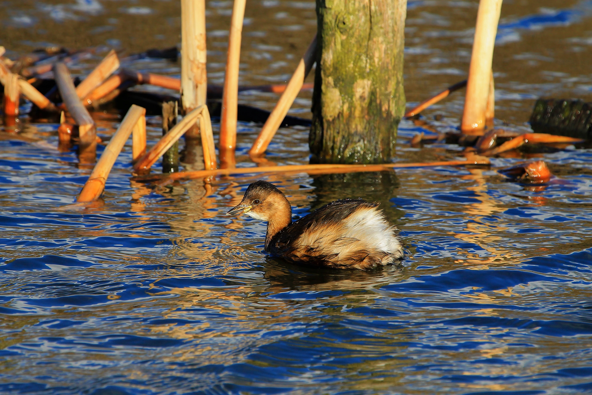 Canon EF 100-400mm F4.5-5.6L IS USM sample photo. Little grebe photography