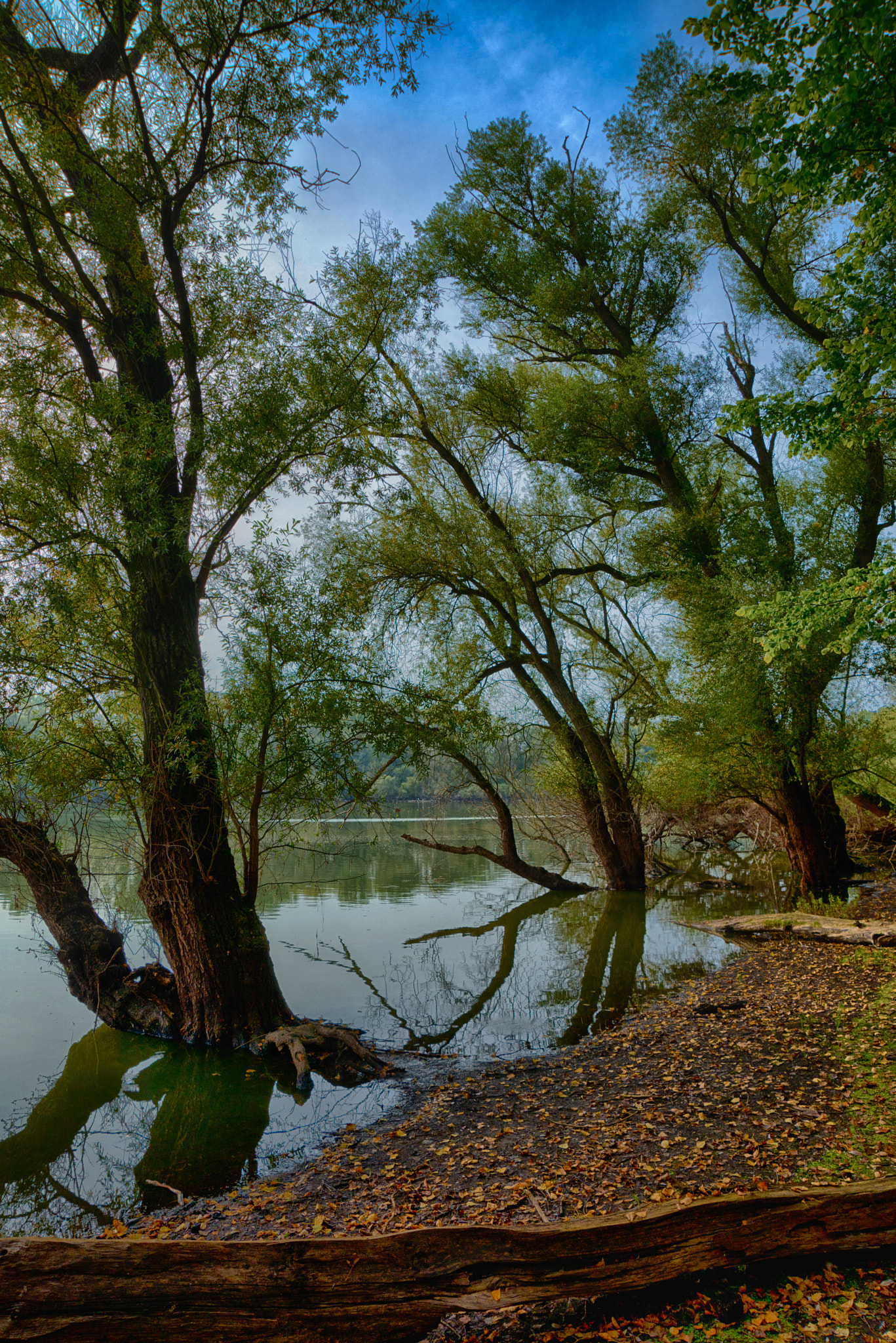 AF Zoom-Nikkor 24-120mm f/3.5-5.6D IF sample photo. River rhine forest photography
